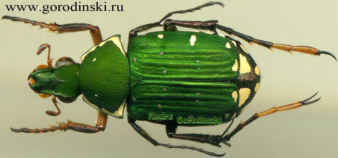 http://www.gorodinski.ru/cetoniidae/Tibiotrichius dubernardi.jpg